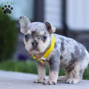 Leo, French Bulldog Puppy