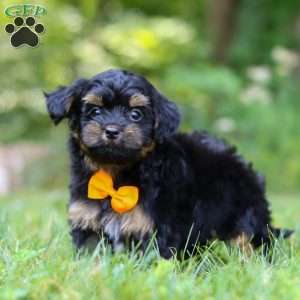 Leo, Yorkie Poo Puppy