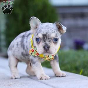 Leo, French Bulldog Puppy