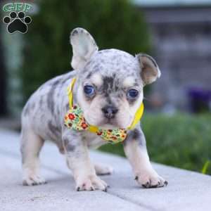 Leo, French Bulldog Puppy