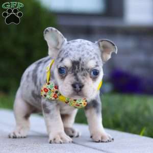 Leo, French Bulldog Puppy