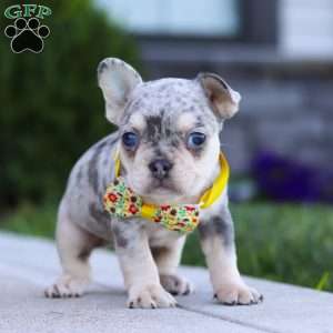 Leo, French Bulldog Puppy