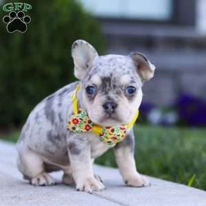 Leo, French Bulldog Puppy