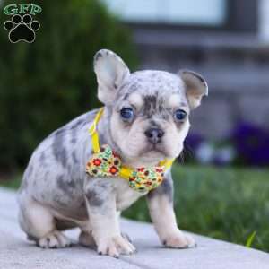 Leo, French Bulldog Puppy