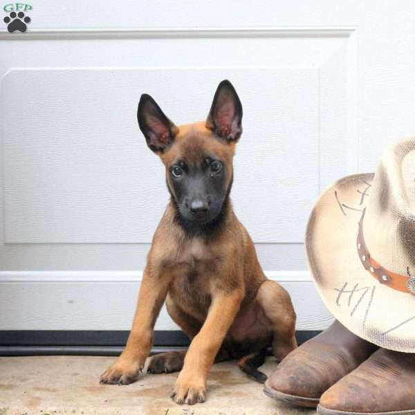 Leo, Belgian Malinois Puppy