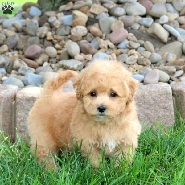 Leo, Bich-Poo Puppy
