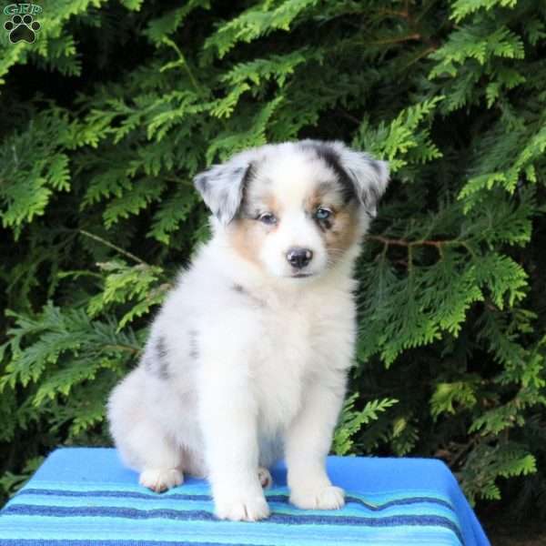 Leo, Miniature Australian Shepherd Puppy