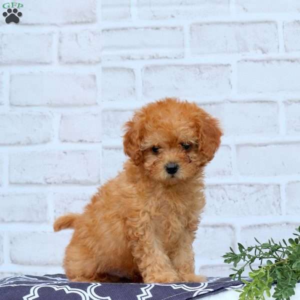 Leo, Cavapoo Puppy