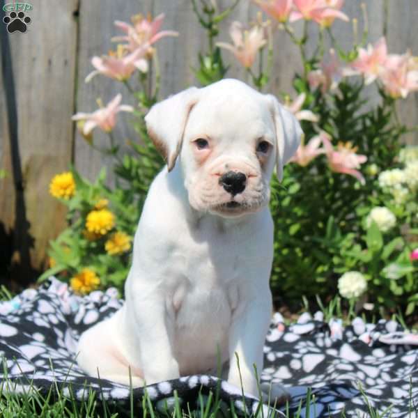 Leo, Boxer Puppy