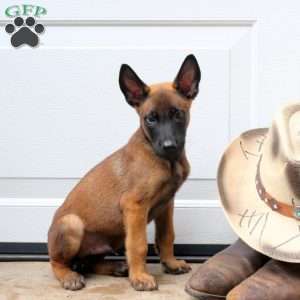 Leo, Belgian Malinois Puppy
