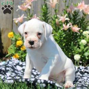 Leo, Boxer Puppy