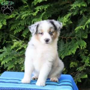 Leo, Miniature Australian Shepherd Puppy
