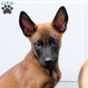 Leo, Belgian Malinois Puppy