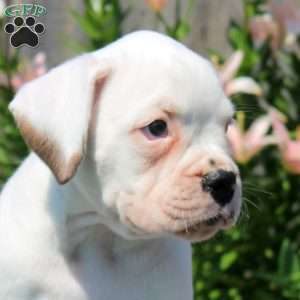 Leo, Boxer Puppy