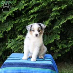 Leo, Miniature Australian Shepherd Puppy