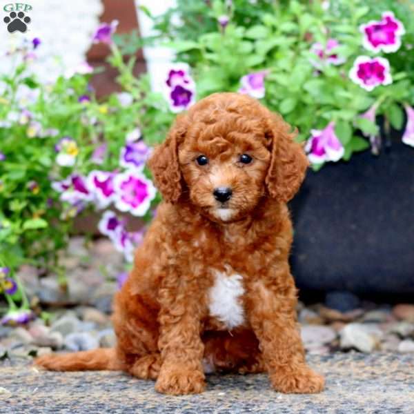 Leo, Cavapoo Puppy