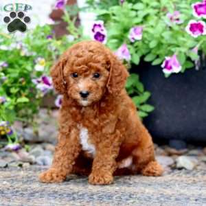 Leo, Cavapoo Puppy