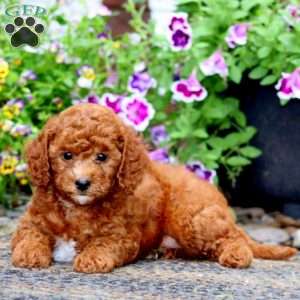 Leo, Cavapoo Puppy