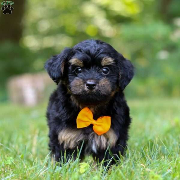 Leo, Yorkie Poo Puppy