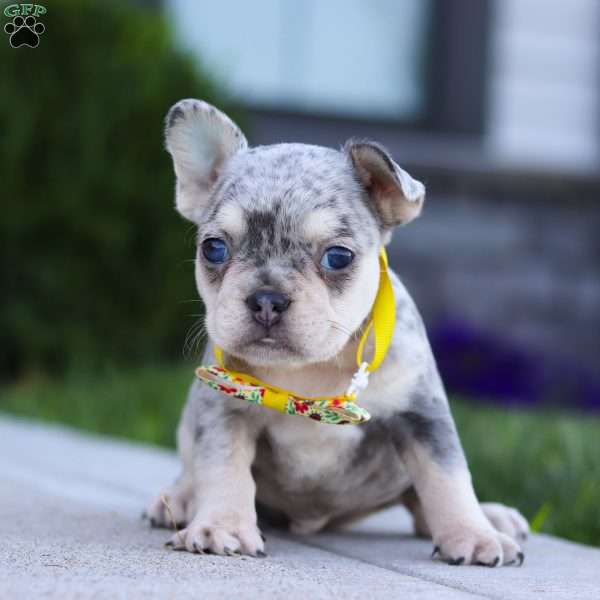 Leo, French Bulldog Puppy