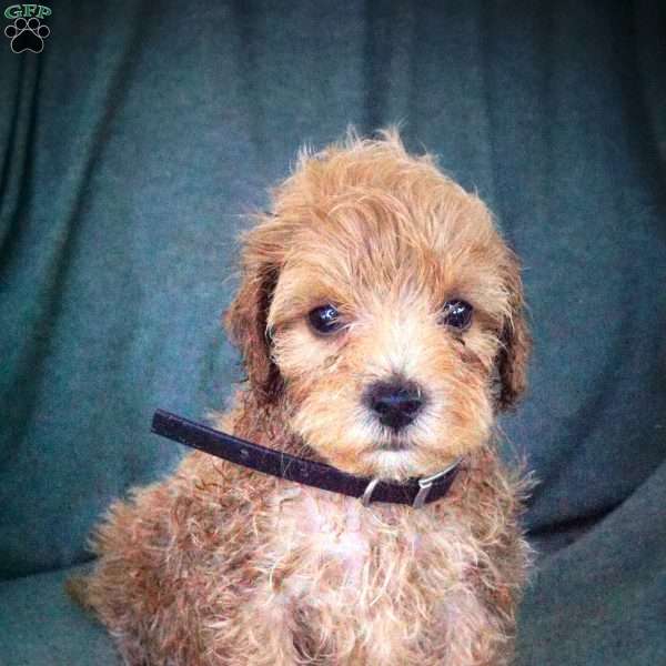 Leo, Maltipoo Puppy