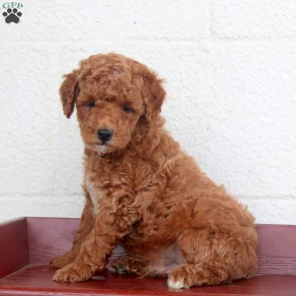 Leon, Miniature Poodle Puppy