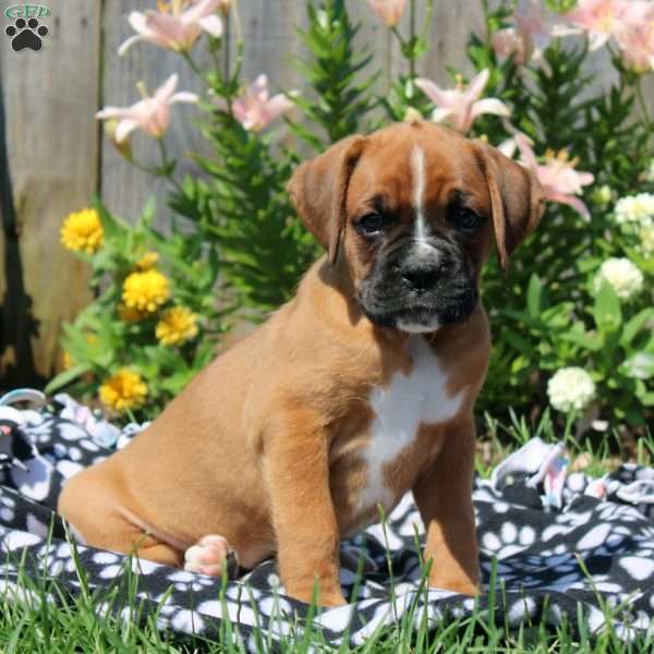 Leon, Boxer Puppy