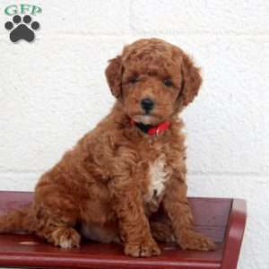 Leon, Miniature Poodle Puppy