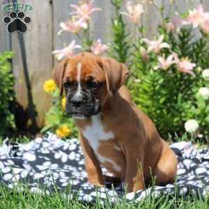 Leon, Boxer Puppy