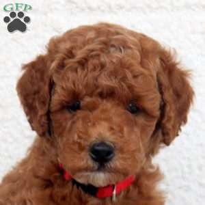 Leon, Miniature Poodle Puppy