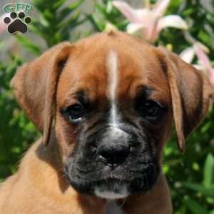 Leon, Boxer Puppy
