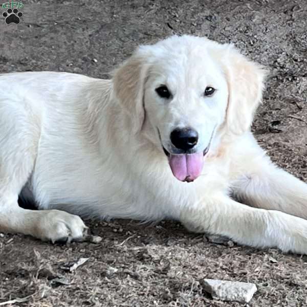 Leon, Golden Retriever Puppy