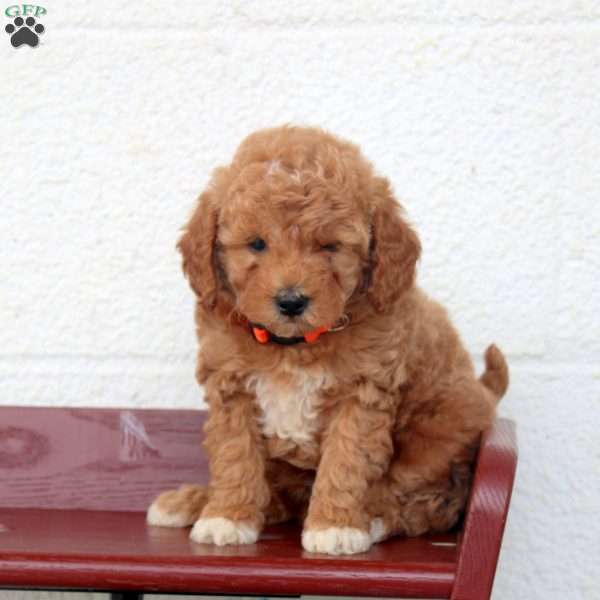 Lester, Miniature Poodle Puppy