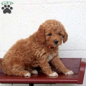 Lester, Miniature Poodle Puppy