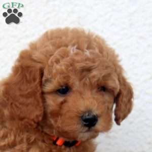 Lester, Miniature Poodle Puppy