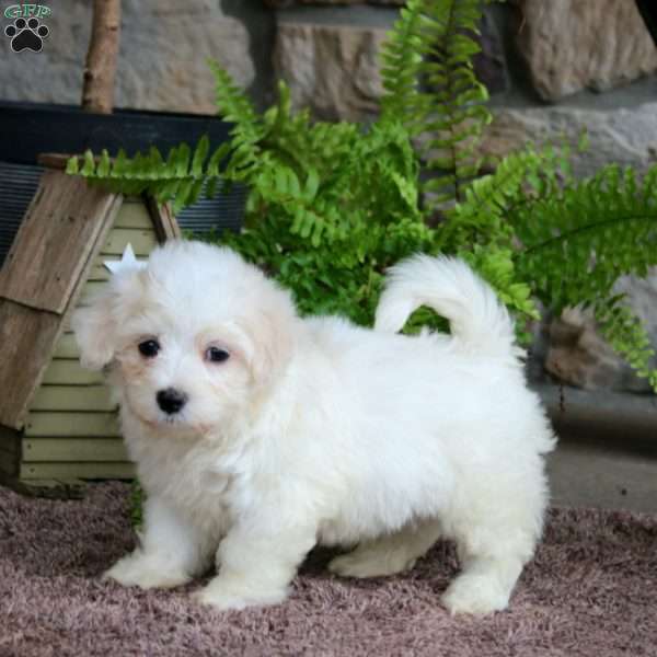 Levi, Maltese Puppy
