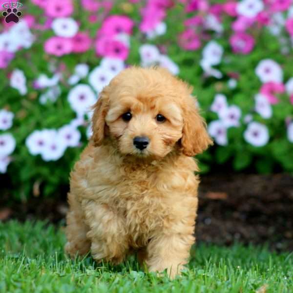 Levi, Cockapoo Puppy