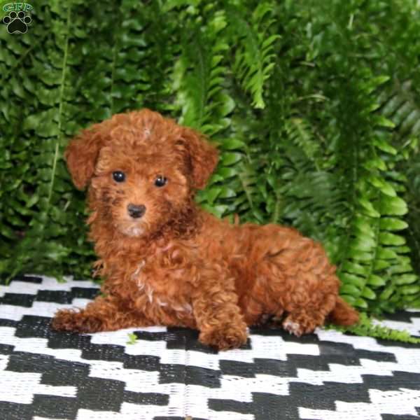 Levi, Miniature Poodle Puppy