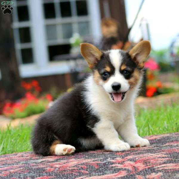 Levi, Pembroke Welsh Corgi Puppy