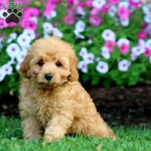 Levi, Cockapoo Puppy