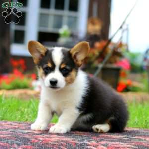 Levi, Pembroke Welsh Corgi Puppy