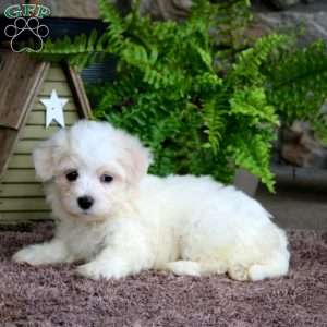 Levi, Maltese Puppy
