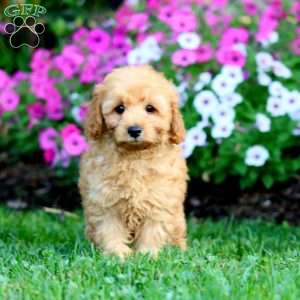 Levi, Cockapoo Puppy