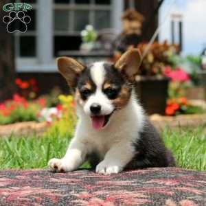 Levi, Pembroke Welsh Corgi Puppy
