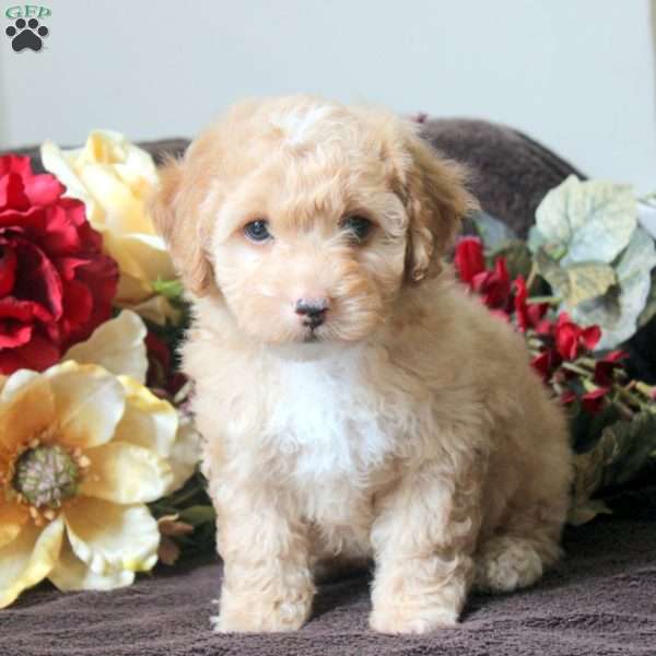 Lewis, Havapoo Puppy