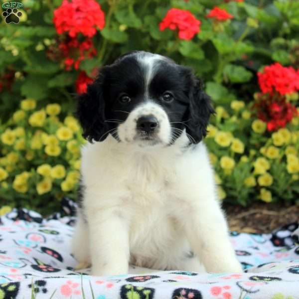 Lewis, Cocker Spaniel Mix Puppy