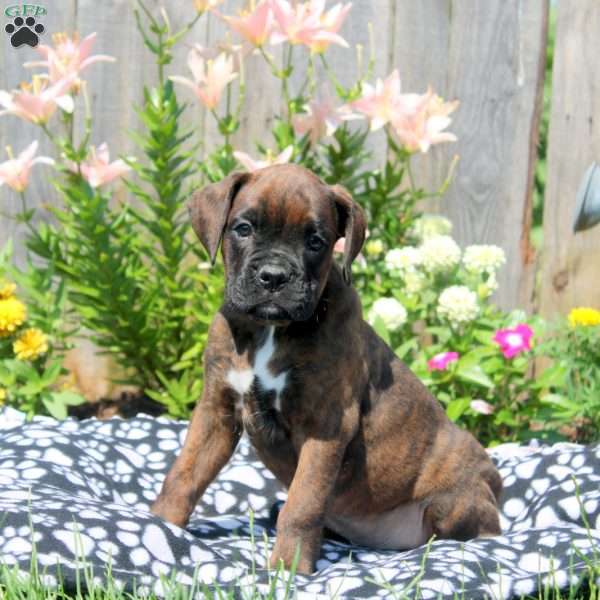 Lewis, Boxer Puppy