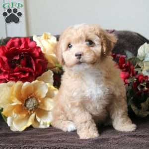 Lewis, Havapoo Puppy