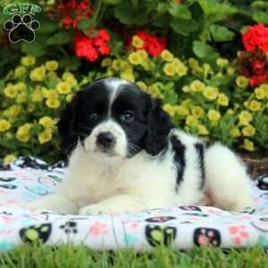 Lewis, Cocker Spaniel Mix Puppy