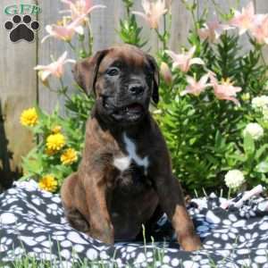 Lewis, Boxer Puppy